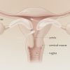Comment retenir les spermatozo&iuml;des dans le col de l'ut&eacute;rus efficacement